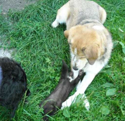 blacky_will_mitspielen.jpg