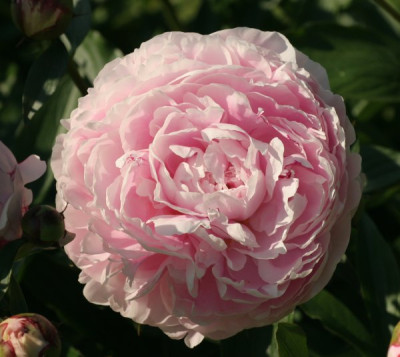 paeonia_welche_1961.jpg