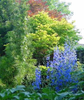 BG_Delphinium_Voelkerfrieden_in_Abendsonne_2012-06-19e.jpg