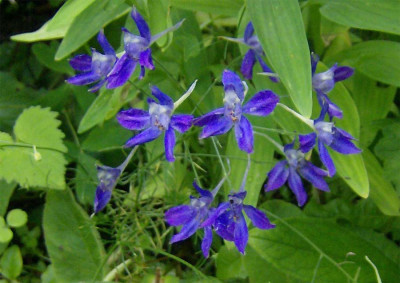 feldrittersporn-210612.jpg