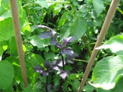 Violettlaubige_zwischen_grunlaubigen_Schwestern_12.jpg