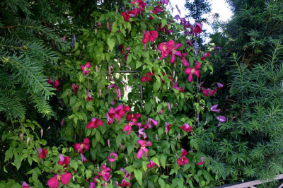 Cl.vit.Mme.Julia_Correvon0107b.jpg