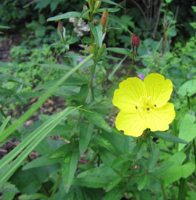 Oenothera_fructicosa_Chamaeleon.jpg