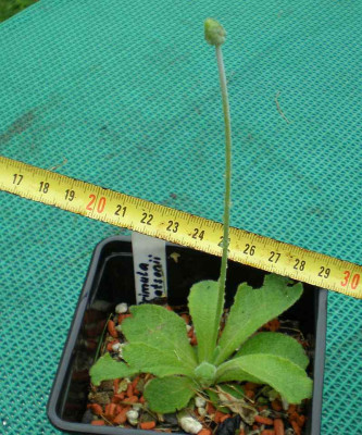 BG_Primula_watsonii_2012-06-25e.jpg