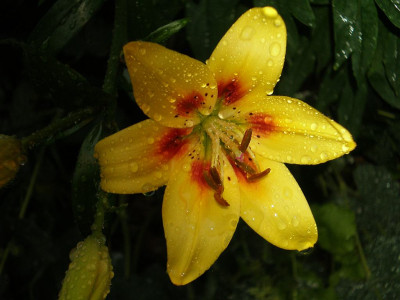 GP_Lilium_Grand-Cru_2012-06-25e.jpg
