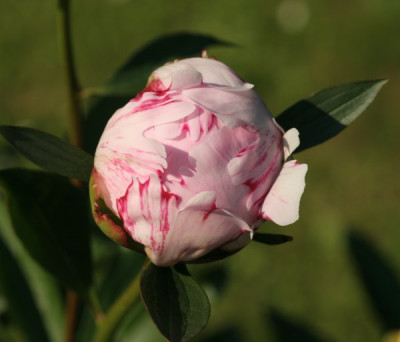 paeonia_welche_1964.jpg