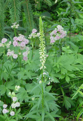 GP_Digitalis_lutea_2012-06-25e.jpg