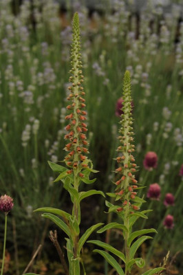 Digitalis_parviflorum_20120622_1.jpg