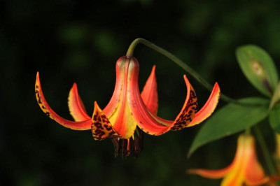 Lilium_canadense_20120622_3.jpg