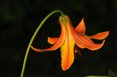 Lilium_canadense_20120623_5.jpg