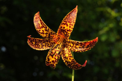 Lilium_canadense_20120624.jpg