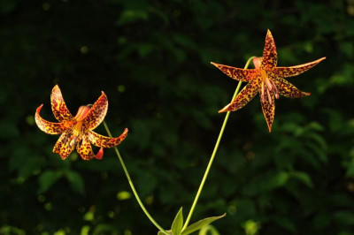 Lilium_canadense_20120624_2.jpg