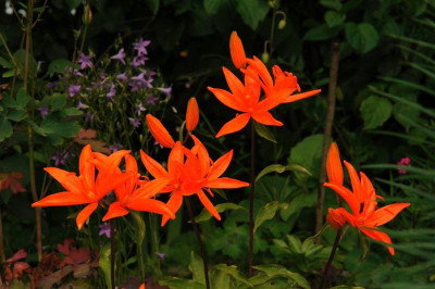 Lilium_tsingtauense_20120622.jpg