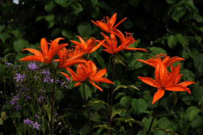 Lilium_tsingtauense_20120624.jpg