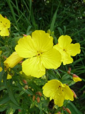 Oenothera_fruticosa__Camel_P1000912.jpg
