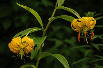Lilium_lijiangense_20120624.jpg