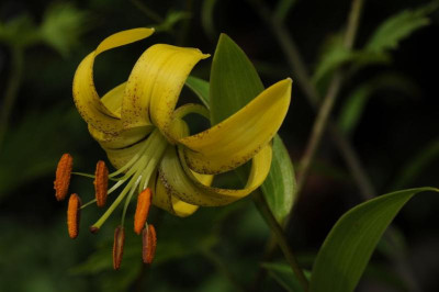 Lilium_lijiangense_20120624_4.jpg