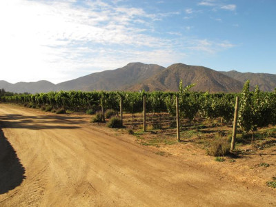 11_Weinanbau_fars_2012.jpg