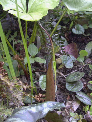 Arisaema_elephasRimg0419.JPG