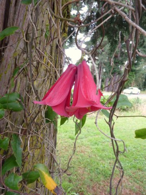32_Lapageria_rosea_fars_2012.jpg