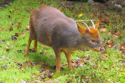 33_Pudu_pudu_fars_2012.jpg