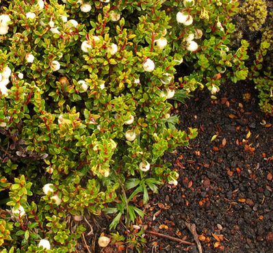 37_Gaultheria_mucronata_fars_2012.jpg