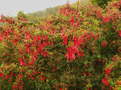 38_Fuchsia_magellanica_fars_2012.jpg