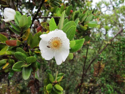 39_Eucryphia_cordifolia_fars_2012.jpg