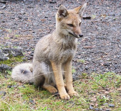40_Patagonischer_Fuchs_fars_2012.jpg