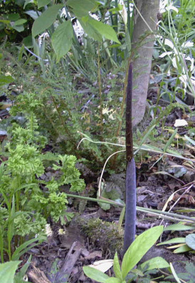 Arisaema_consanguineumRimg0417.JPG