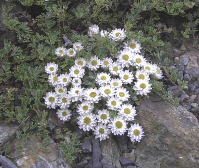 Helichrysum_sessilifloraRimg0430.JPG