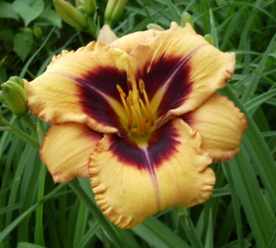 Cassia_2012.jpg