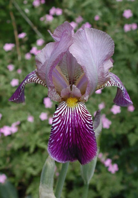 1iris-sambucina.jpg