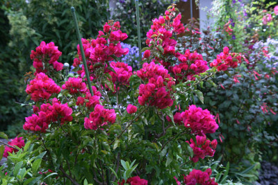 Bougenvillea2011a.jpg