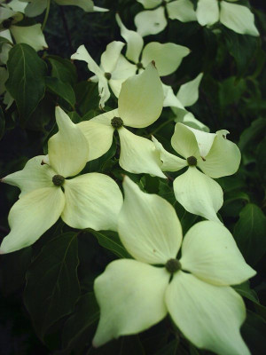 Cornus_kousa_2.jpg