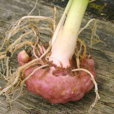 10270001_eArisaema_candidissimum_Knolle.JPG