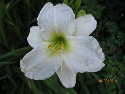 Hems_4_008_Gentle_Shepherd_perfect_small.JPG