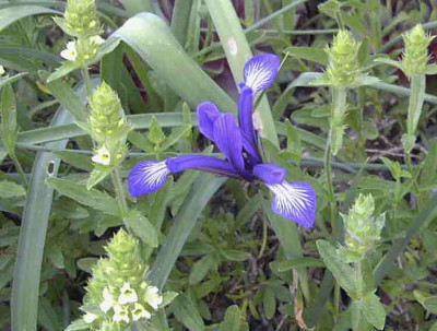 Iris_sintenisiiRimg0441.JPG