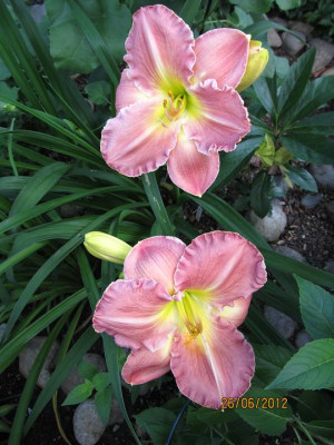 Hems_4_013_Glistening_Bouquet_Doppel_small.JPG