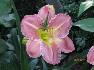 Hems_4_018_Glistening_Bouquet_mit_Gast_small.JPG