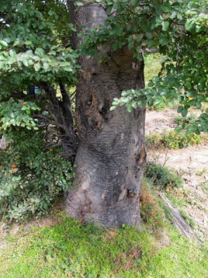 61_Nothofagus_betuloides_fars_2012.jpg