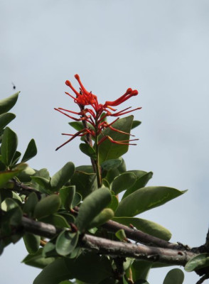 62_Embothrium_coccineus_fars_2012.jpg
