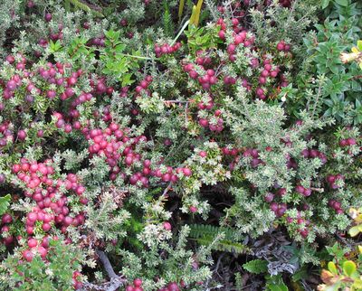 63_Gaultheria_mucronata_fars_2012.jpg