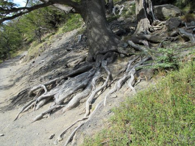 65_Nothofagus_fars_2012.jpg