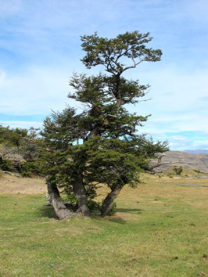 68_Nothofagus_betuloides_fars_2012.jpg