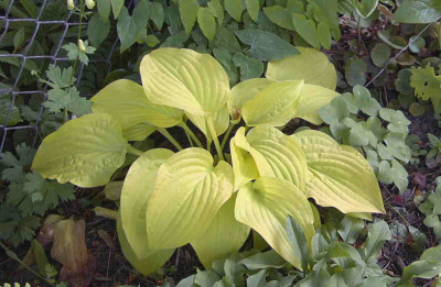 Hosta_Dresdner_GoldRimg0435.JPG