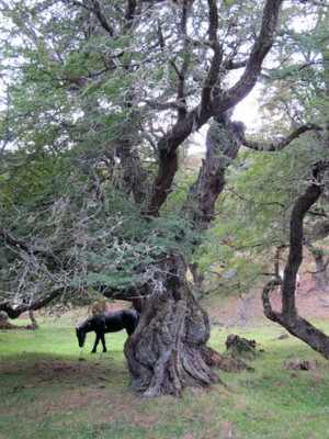 73_Nothofagus_fars_2012.jpg