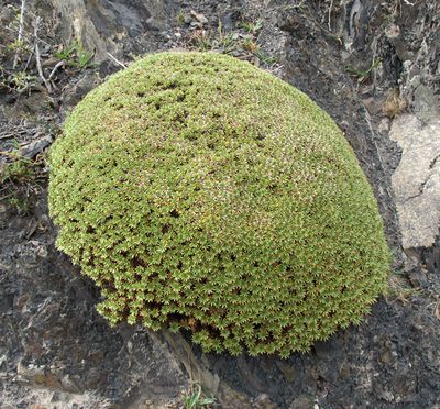 76_Colobanthus_nicht_gesichert_fars_2012.jpg
