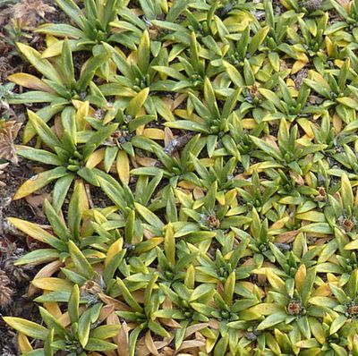 76_Colobanthus_nicht_gesichert_fars_2012_2.jpg