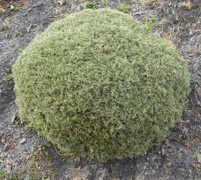80_Anarthrophyllum_desideratum_Neneo_macho_fars_2012.jpg